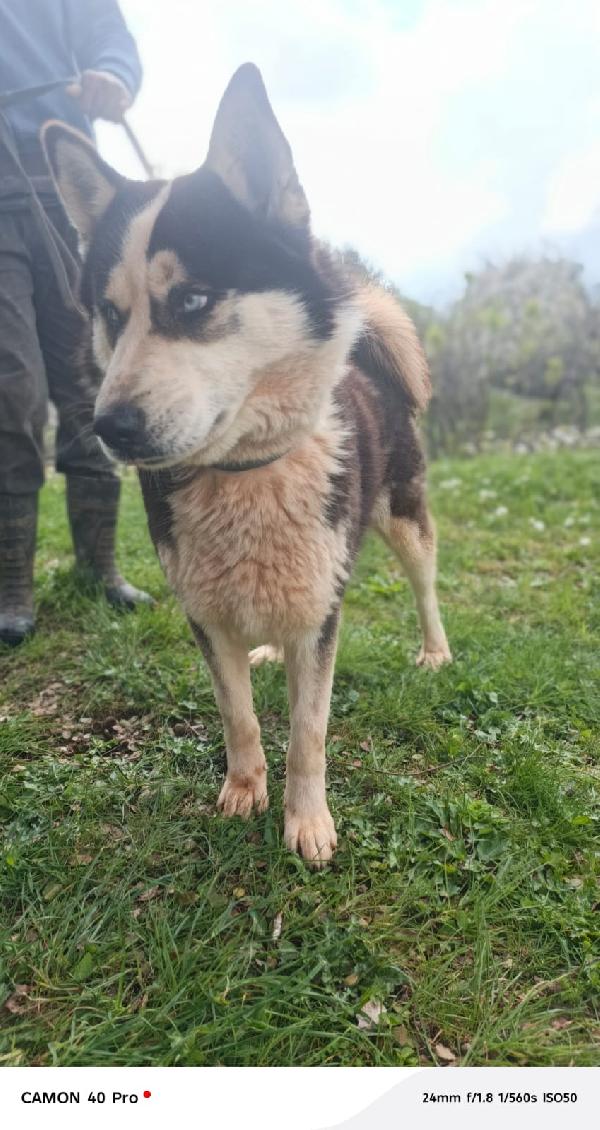 Simba, splendido simil Malamute dagli occhi color cielo Foto 8